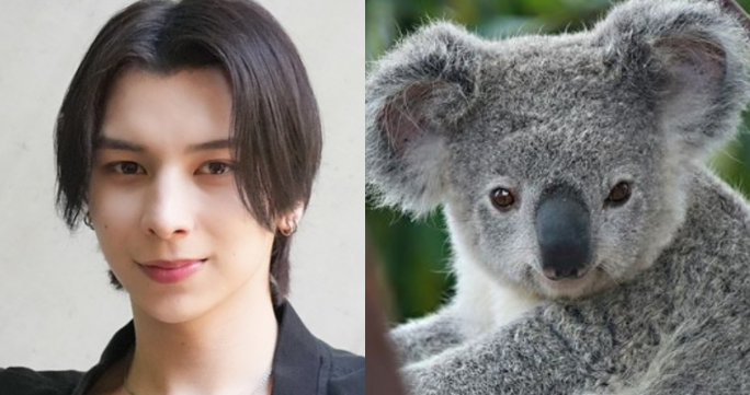 ADAMとコアラの画像